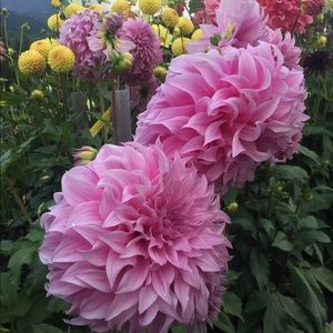 Meet your Posher, Lizzie